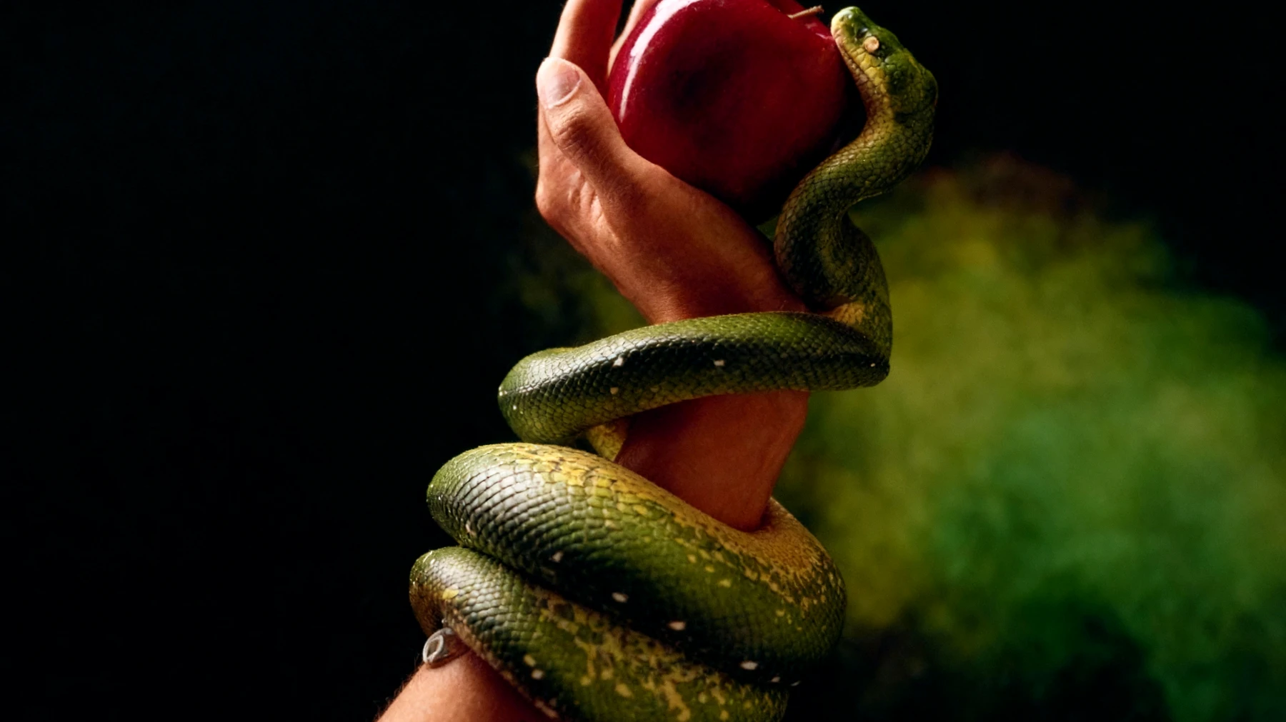 Forbidden Fruit2025-12-22T10:51:17.532Z"