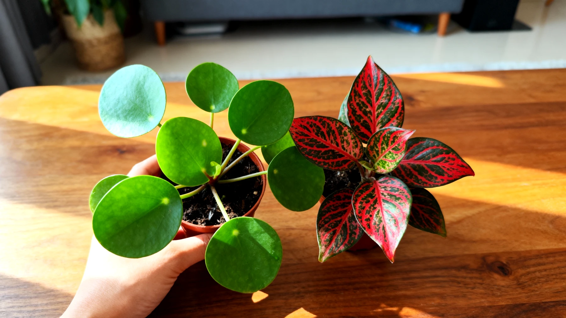 Peperomia"